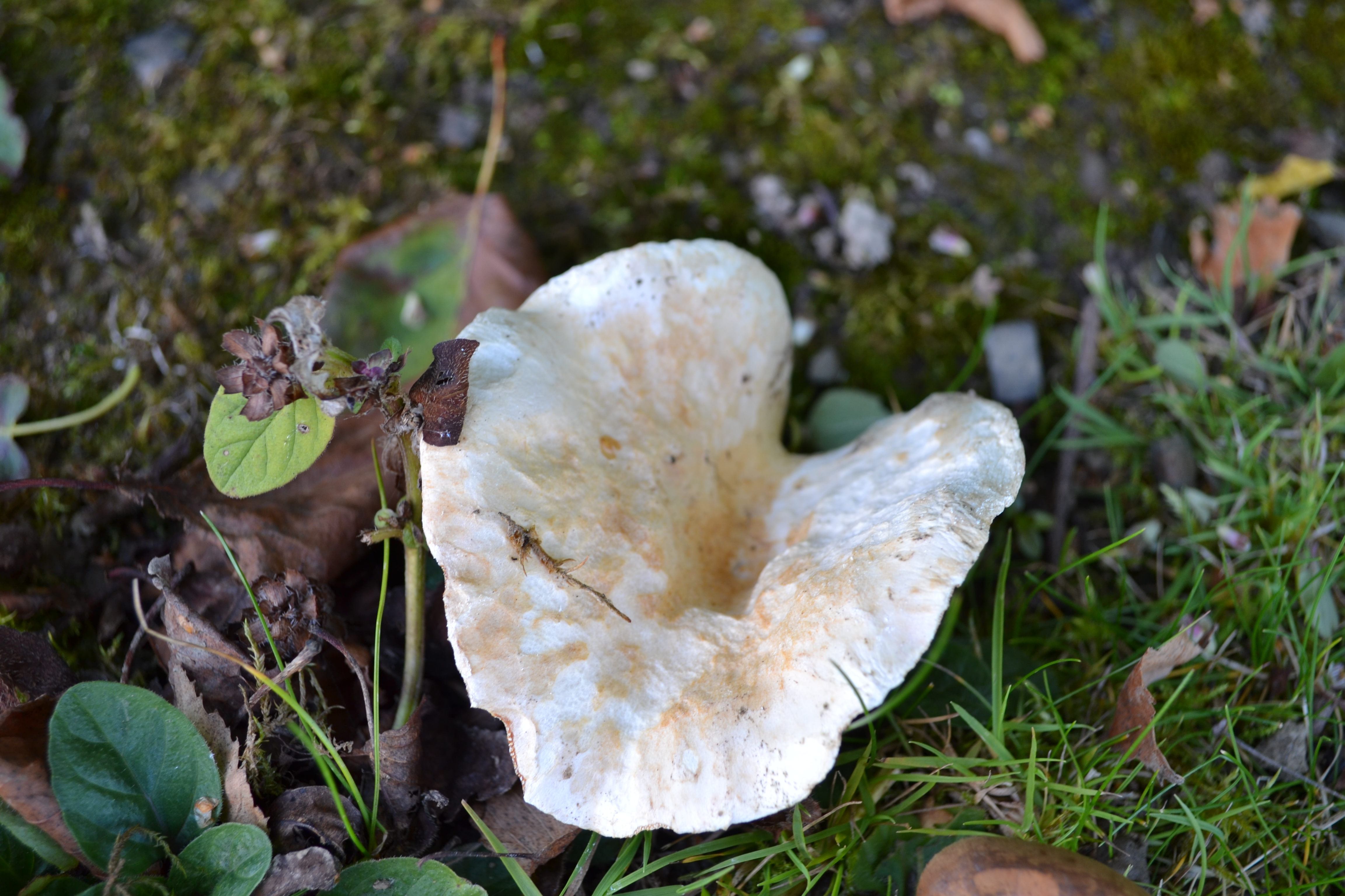 Close up Mushroom