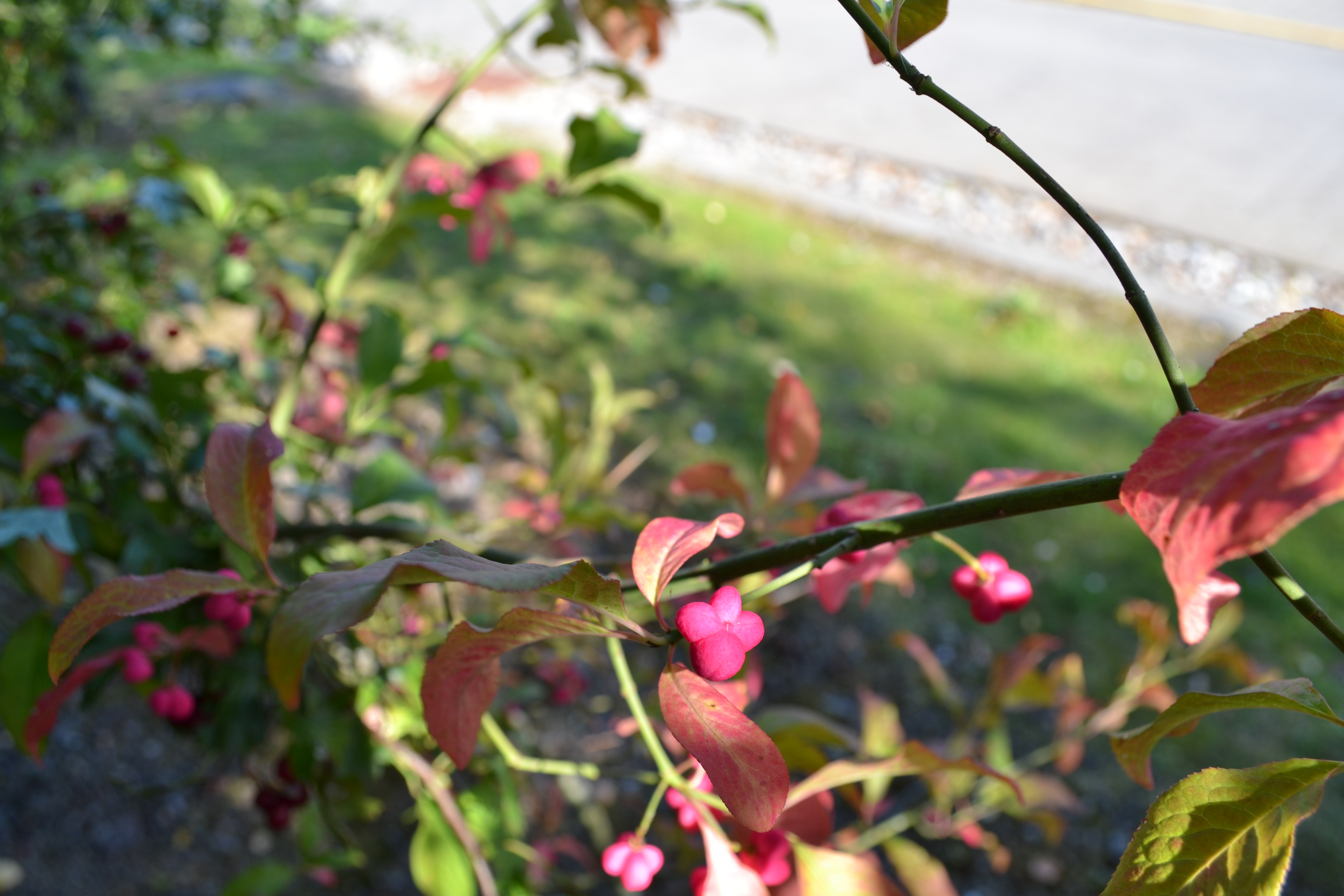 pretty flower close up
